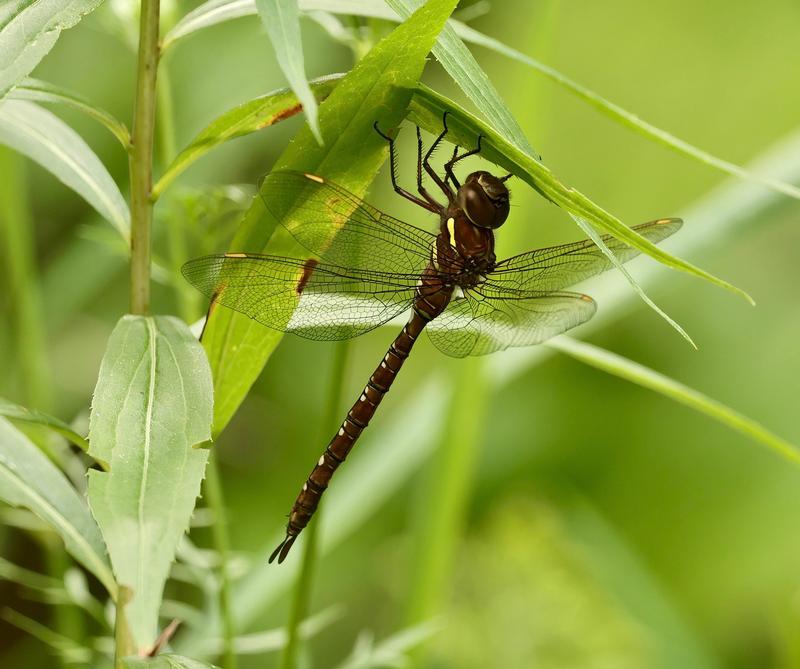 Photo of Shadow Darner