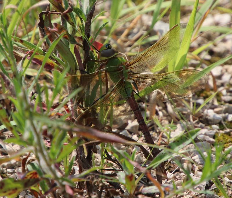 Photo of Common Green Darner
