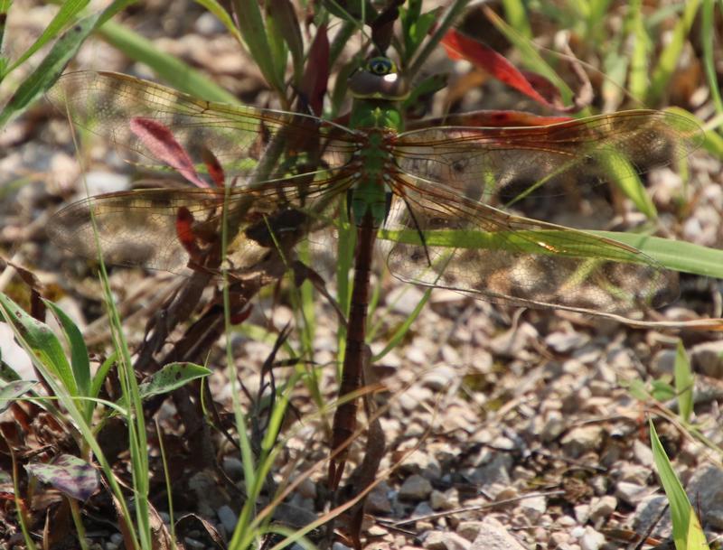 Photo of Common Green Darner