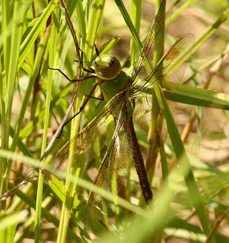 Photo of Common Green Darner