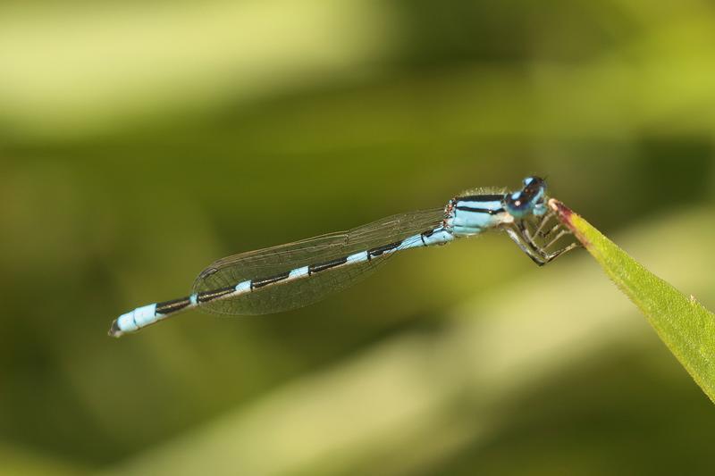 Photo of Tule Bluet