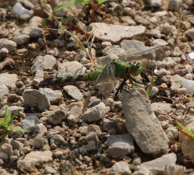 Photo of Eastern Pondhawk