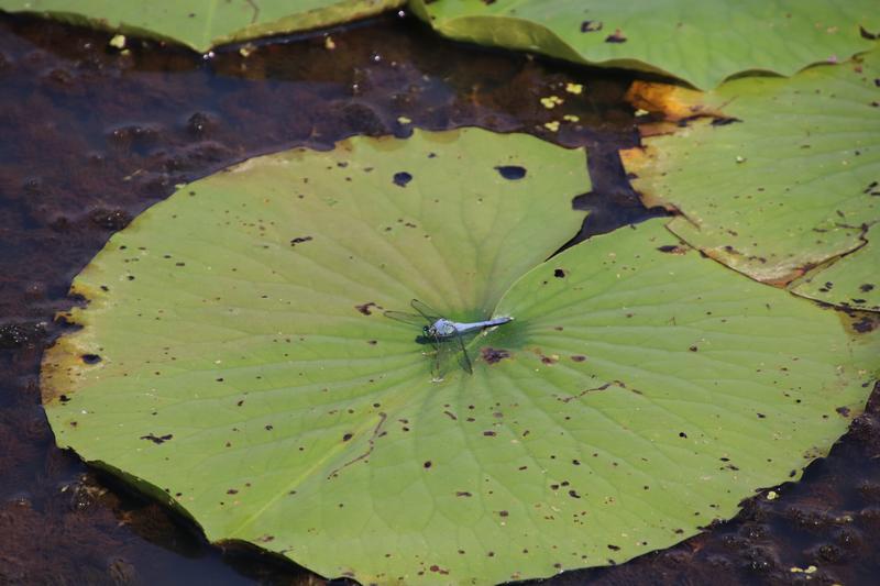 Photo of Eastern Pondhawk