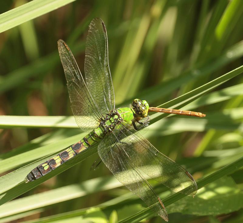 Photo of Eastern Pondhawk