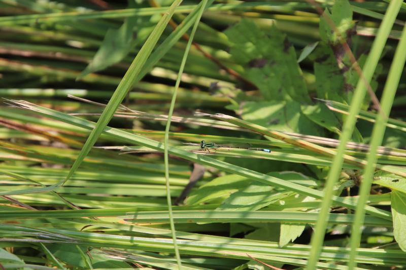 Photo of Eastern Forktail