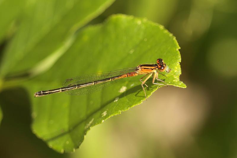 Photo of Eastern Forktail