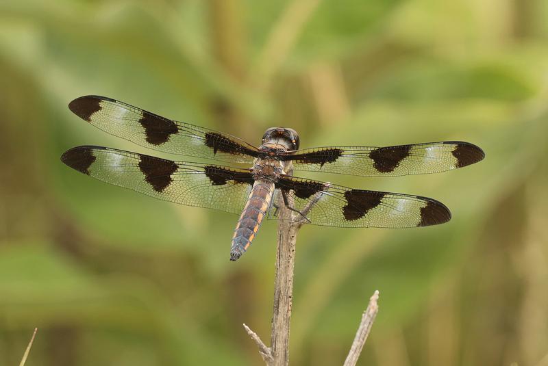 Photo of Twelve-spotted Skimmer
