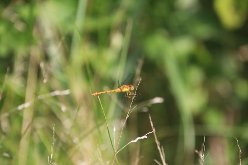 Photo of Autumn Meadowhawk
