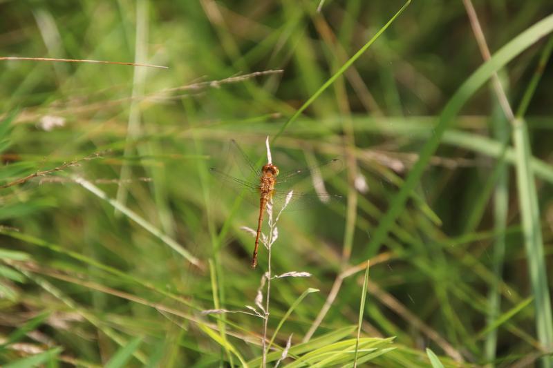 Photo of Autumn Meadowhawk