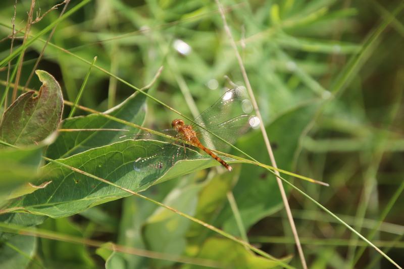 Photo of Autumn Meadowhawk