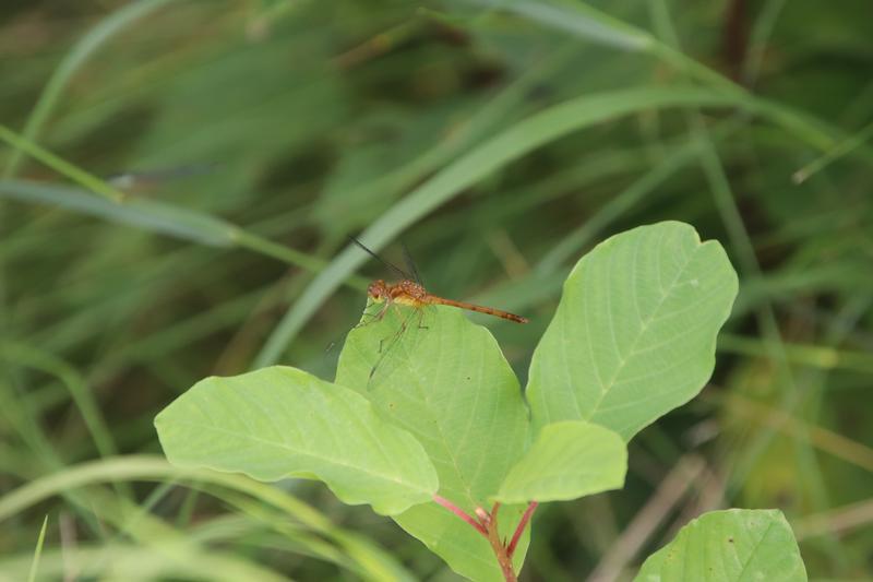 Photo of Autumn Meadowhawk