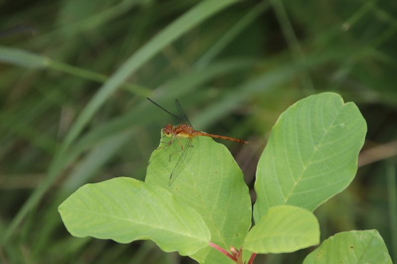Photo of Autumn Meadowhawk