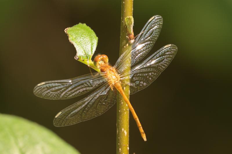 Photo of Autumn Meadowhawk