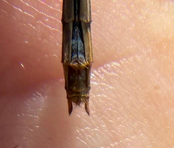 Photo of Ruby Meadowhawk