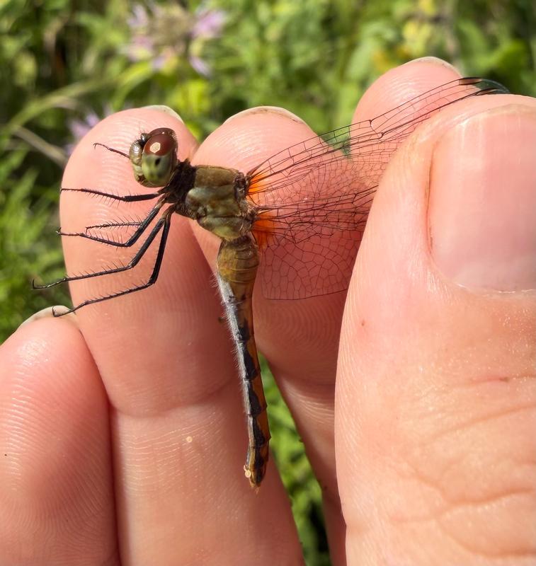 Photo of Ruby Meadowhawk