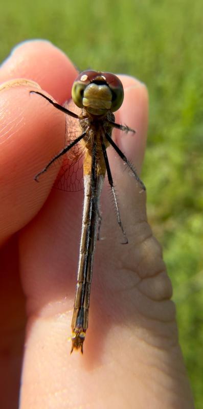 Photo of Ruby Meadowhawk