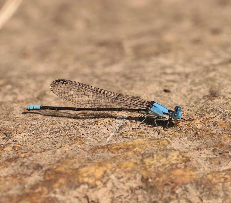 Photo of Blue-fronted Dancer