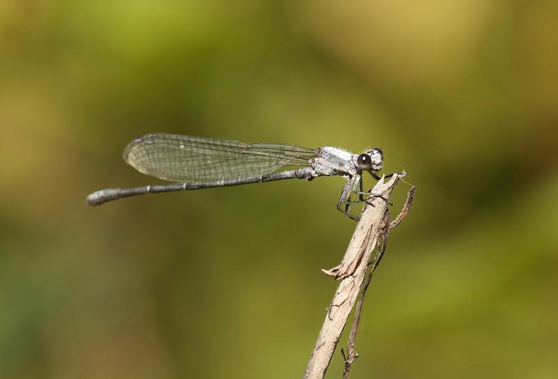 Photo of Powdered Dancer