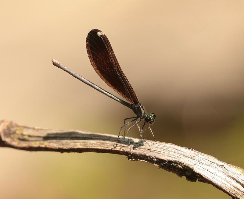 Photo of Ebony Jewelwing