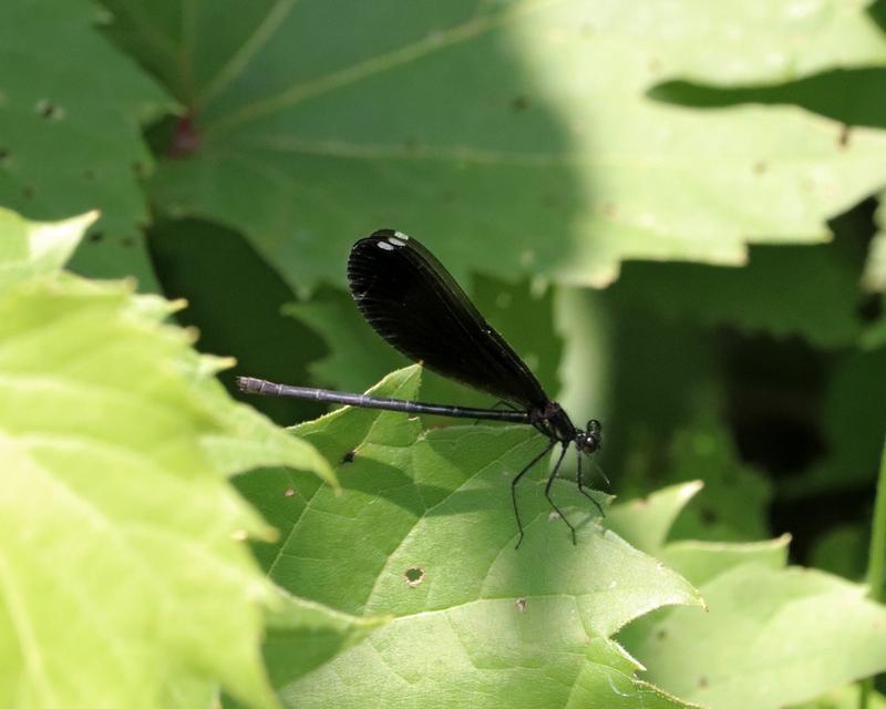 Photo of Ebony Jewelwing