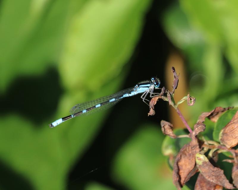 Photo of Tule Bluet