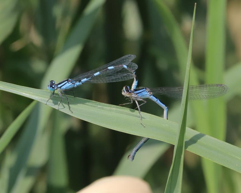 Photo of Tule Bluet