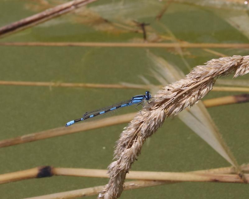 Photo of Tule Bluet