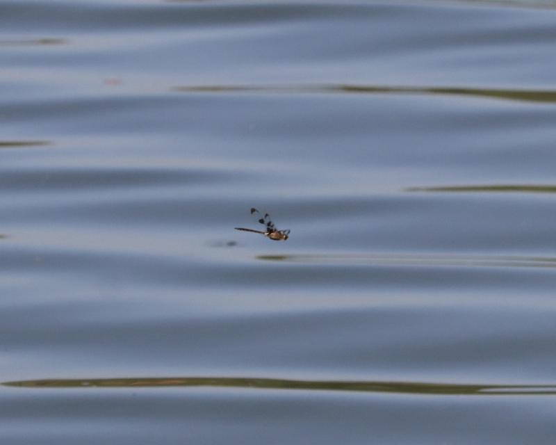 Photo of Prince Baskettail