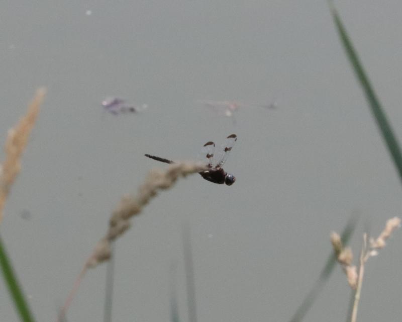 Photo of Prince Baskettail