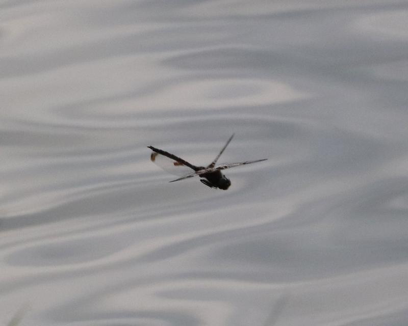 Photo of Prince Baskettail