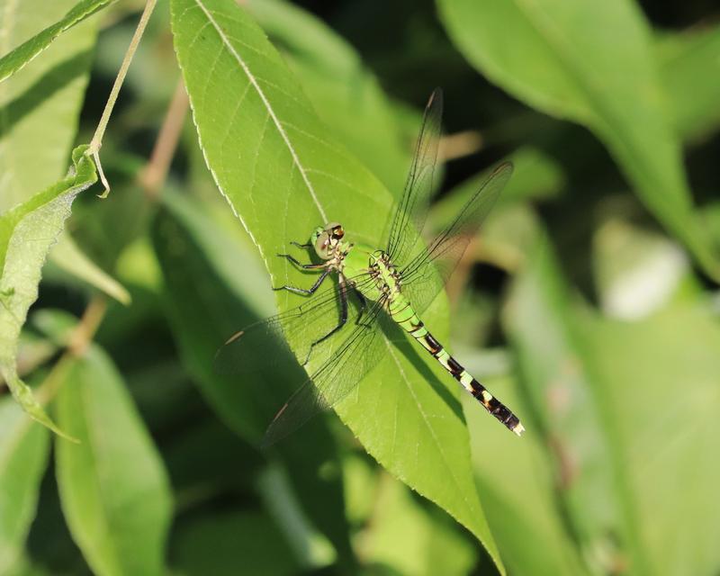 Photo of Eastern Pondhawk