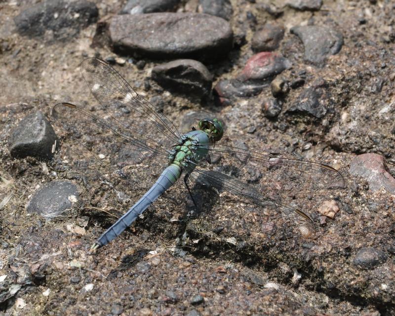 Photo of Eastern Pondhawk