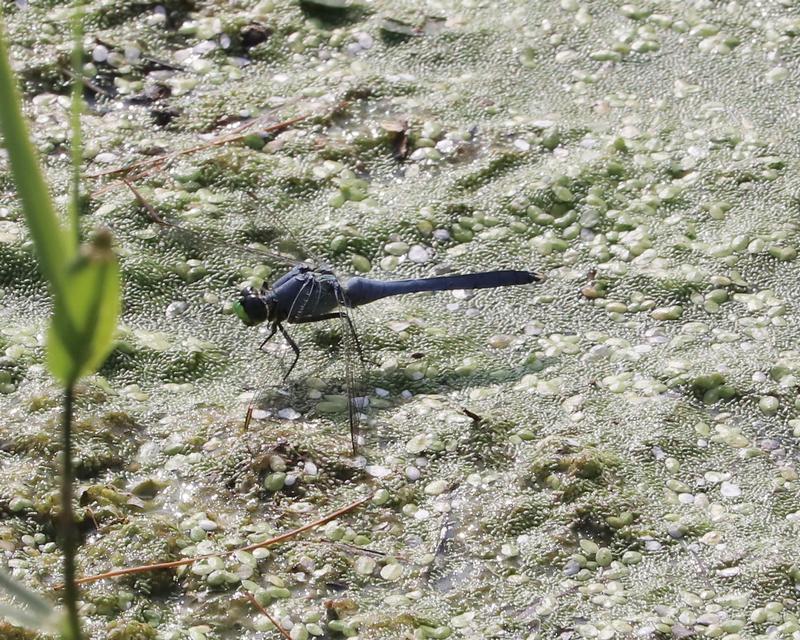 Photo of Eastern Pondhawk