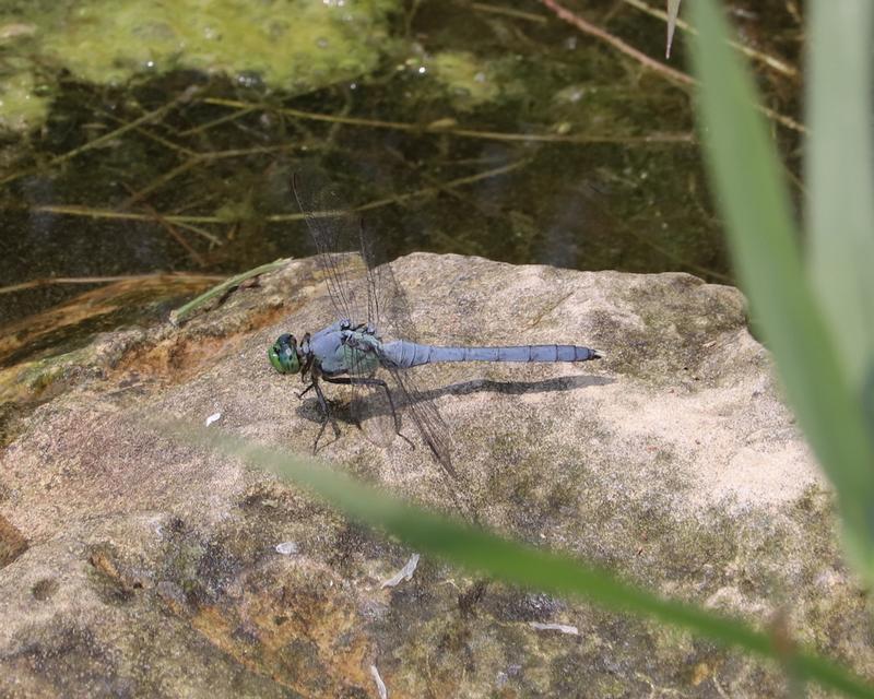 Photo of Eastern Pondhawk