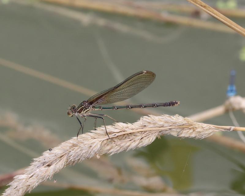 Photo of American Rubyspot