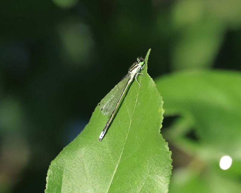 Photo of Eastern Forktail