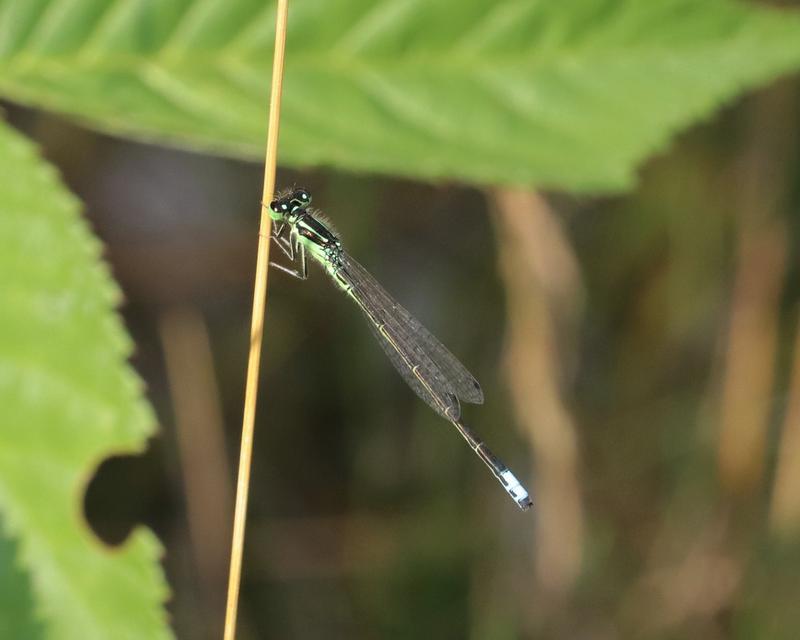 Photo of Eastern Forktail