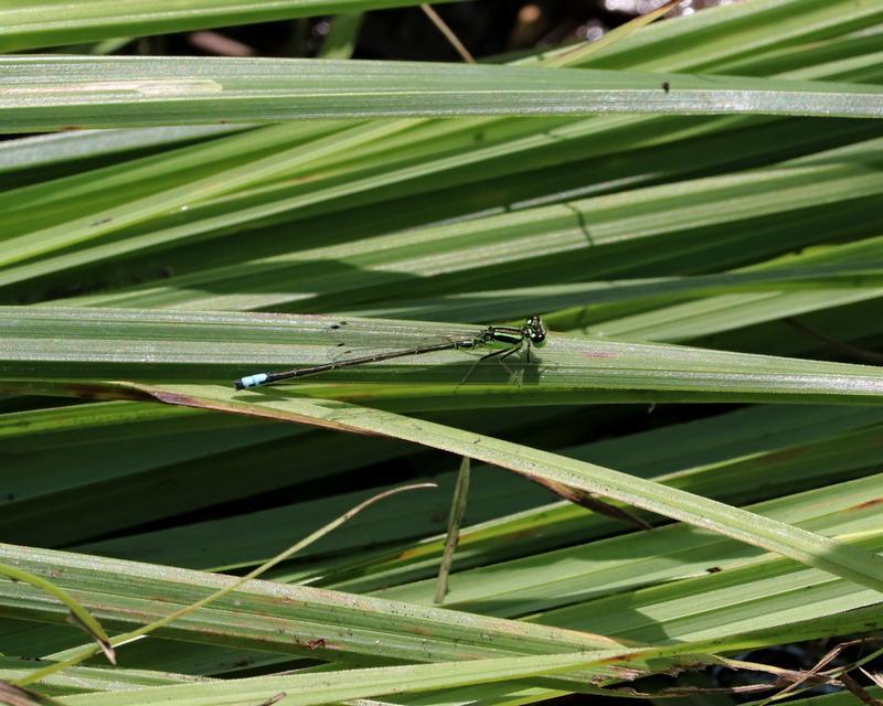 Photo of Eastern Forktail