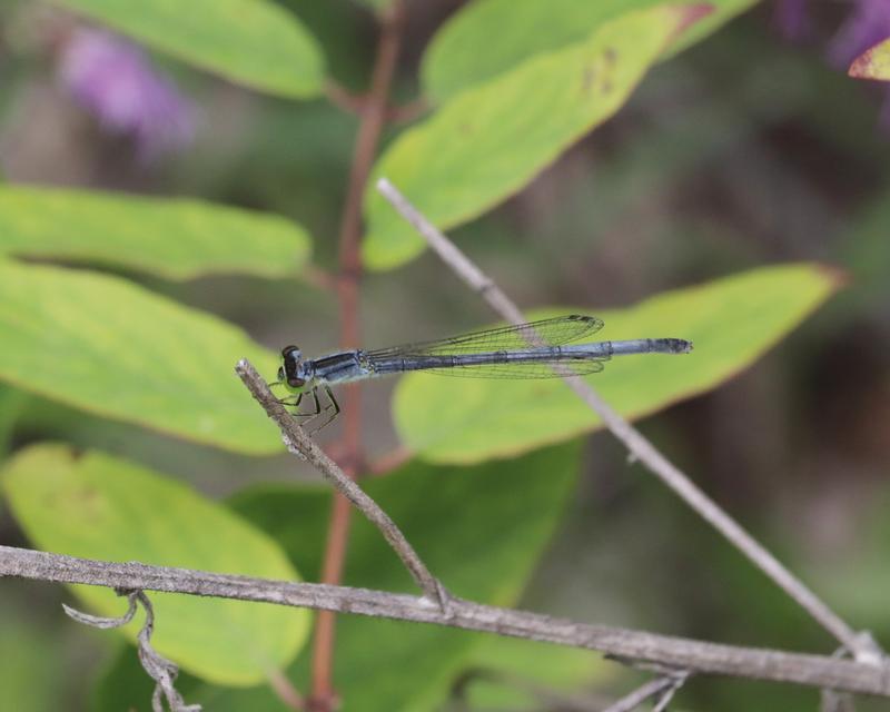 Photo of Eastern Forktail