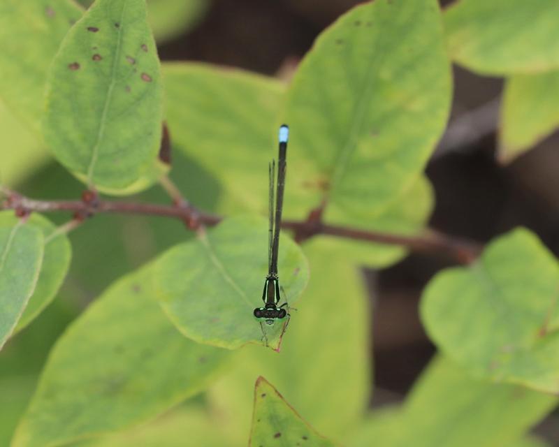 Photo of Eastern Forktail