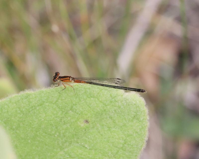 Photo of Eastern Forktail