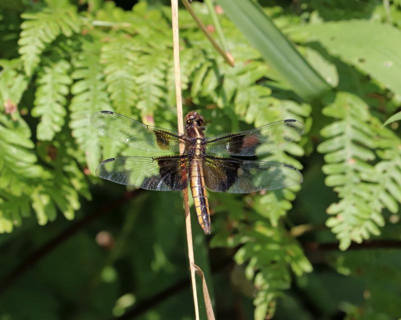 Photo of Widow Skimmer
