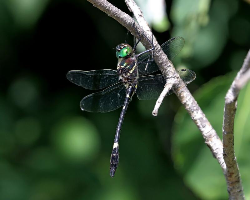 Photo of Swift River Cruiser (Illinois River Cruiser ssp.)