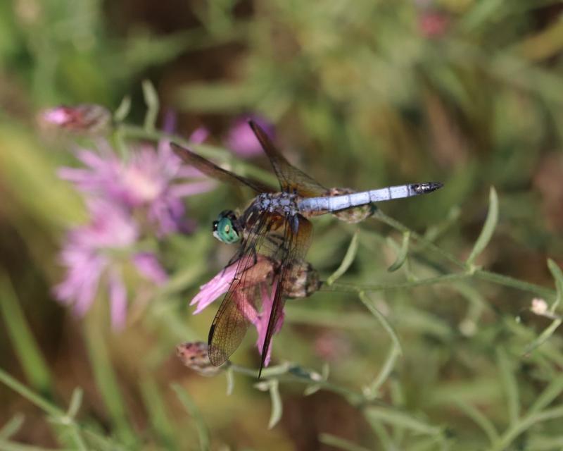 Photo of Blue Dasher