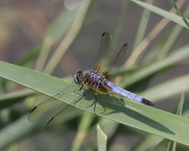 Photo of Blue Dasher