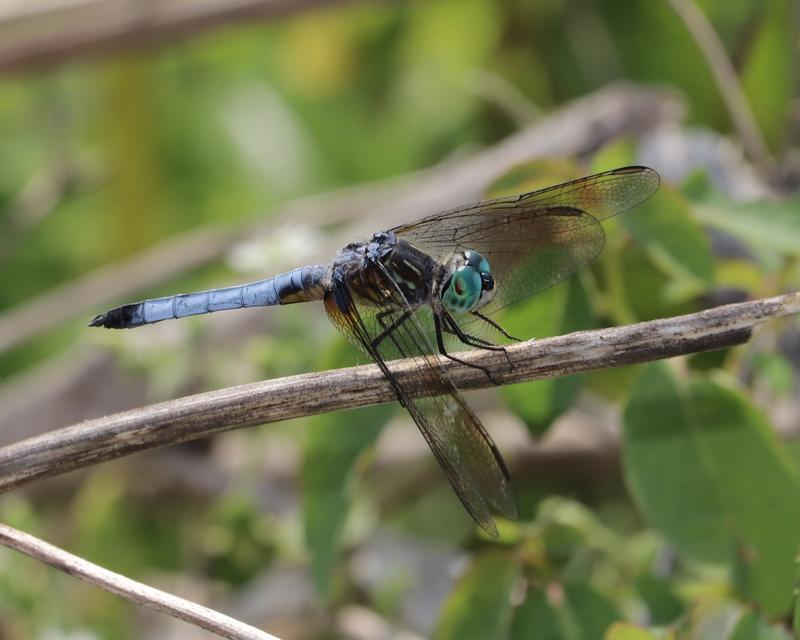 Photo of Blue Dasher