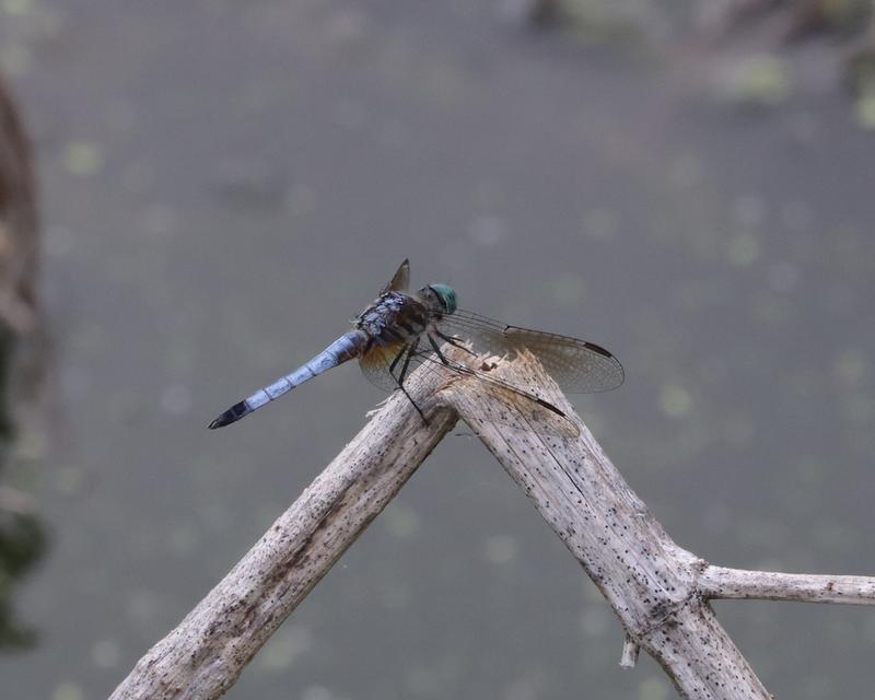 Photo of Blue Dasher