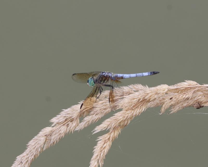 Photo of Blue Dasher