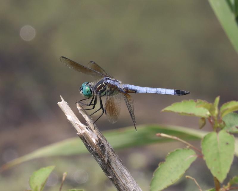 Photo of Blue Dasher
