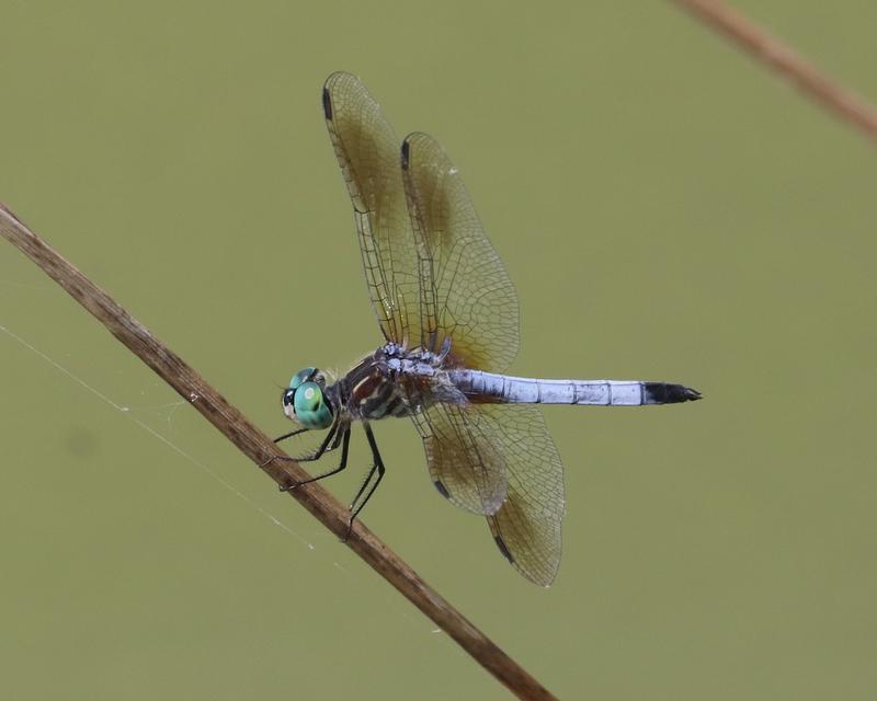 Photo of Blue Dasher